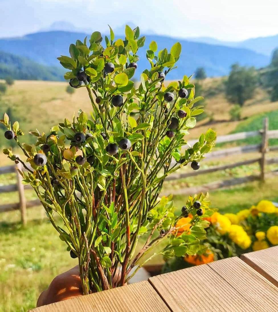 فندق Eko Katun Staro Katuniste Andrijevica المظهر الخارجي الصورة